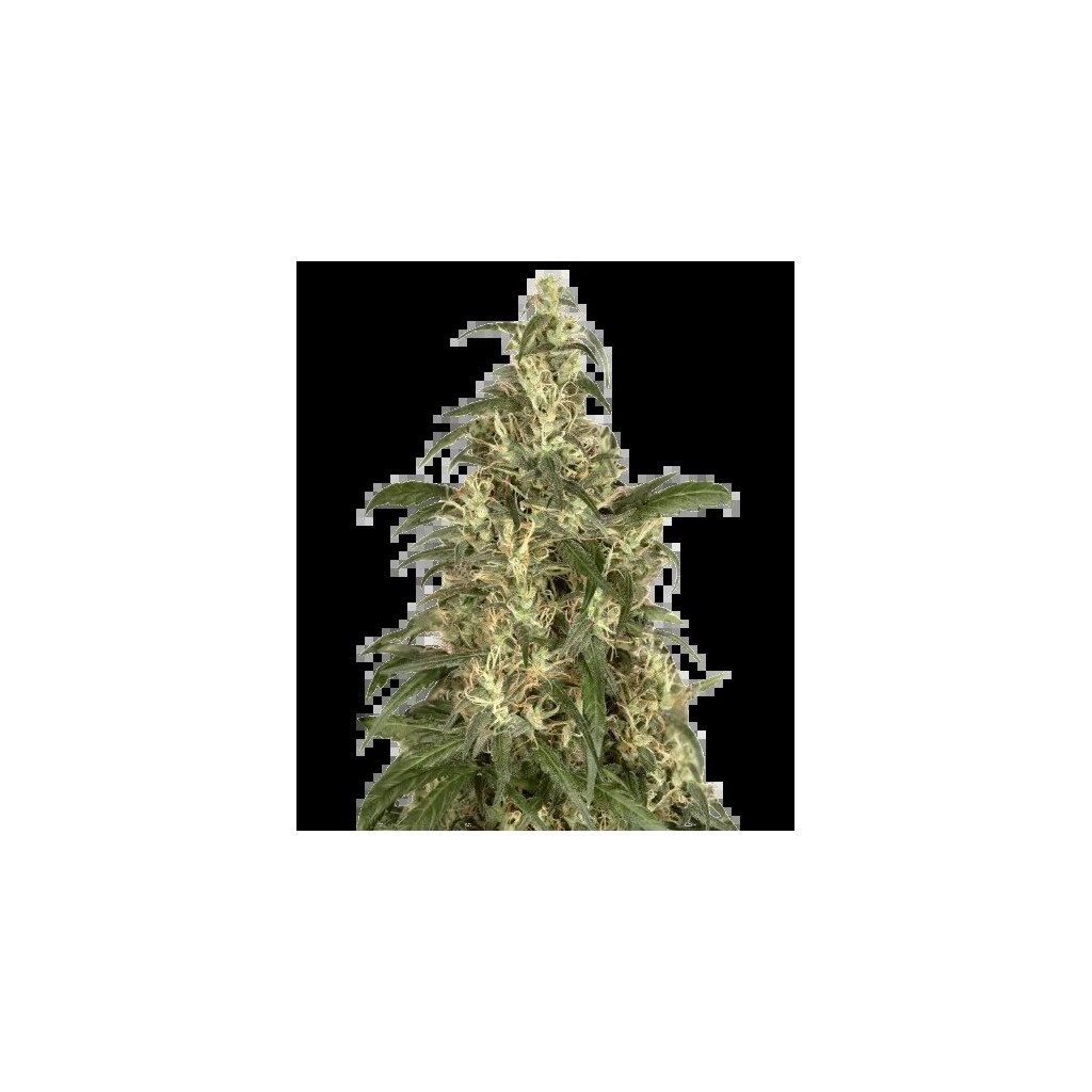 CBD Cream &amp; Cheese cannabis seeds