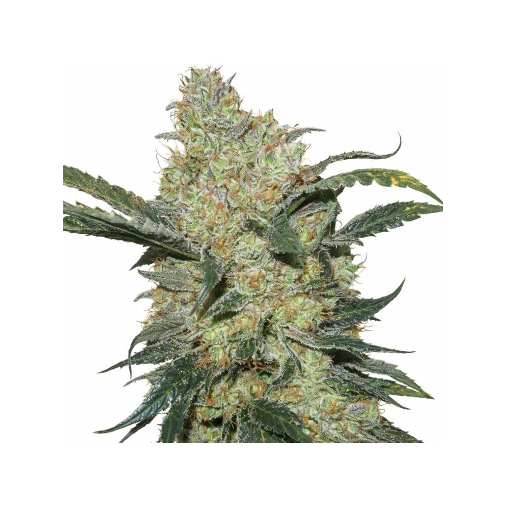 King’s Kush cannabis seeds