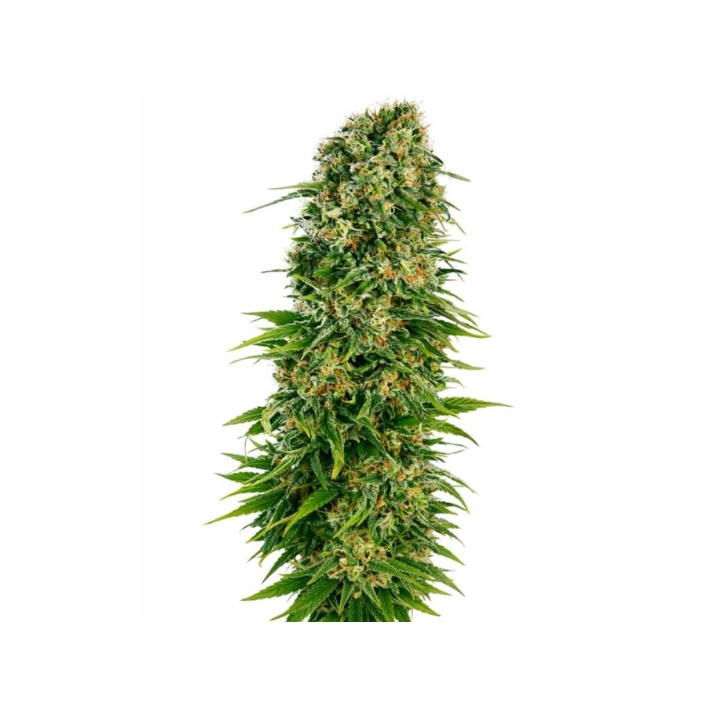 OG’s Pearl cannabis seeds