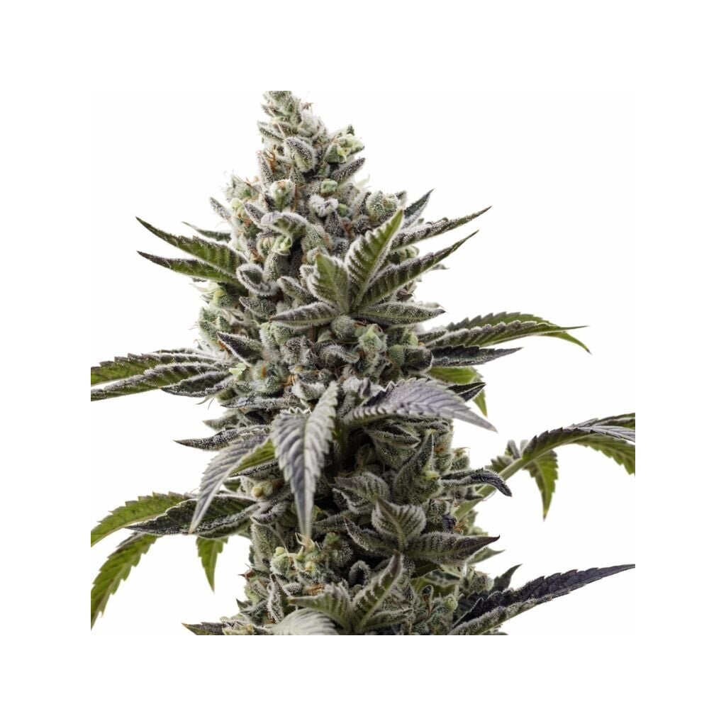 Scott's OG cannabis seeds
