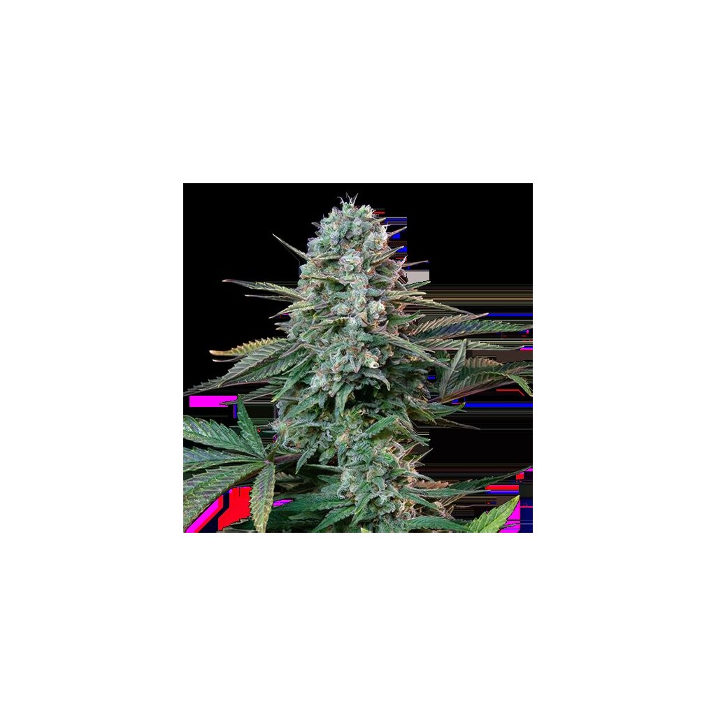 Yoda’s Brain cannabis seeds