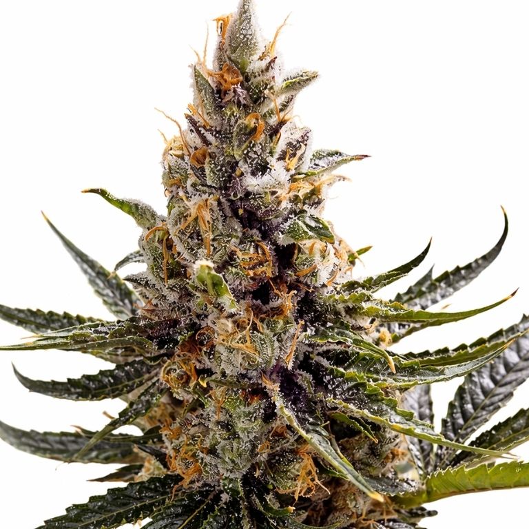 24k Gold cannabis seeds