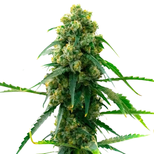 3 Kings cannabis seeds