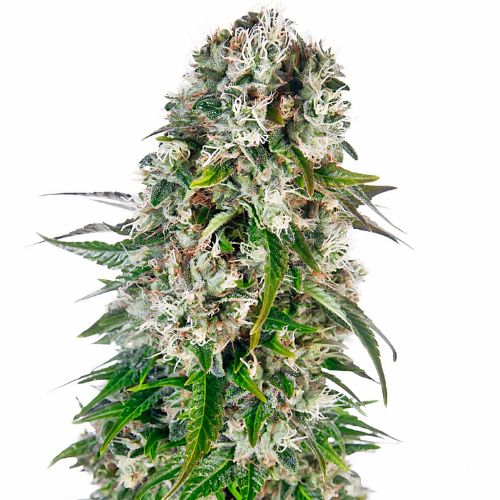 5 Alive cannabis seeds