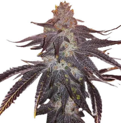 501st OG cannabis seeds