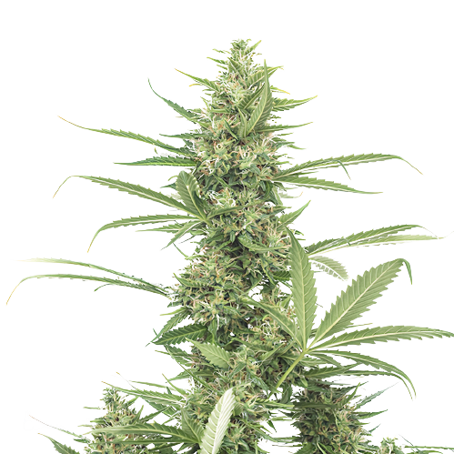 8 Ball Kush cannabis seeds