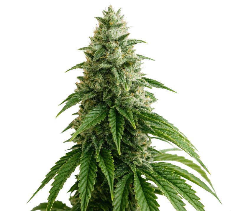 A-10 cannabis seeds