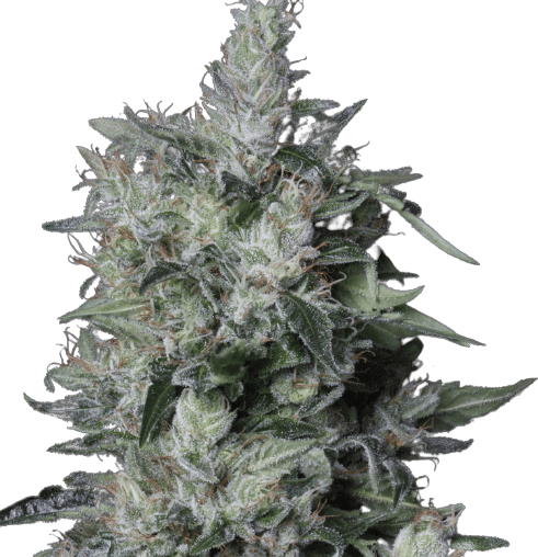 A-Train cannabis seeds