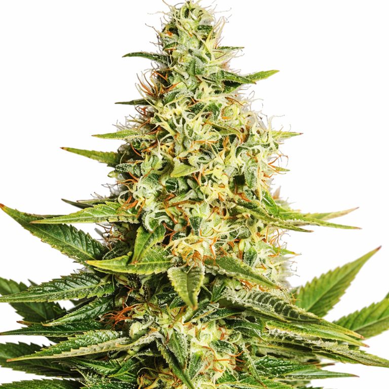 Acapulco Gold cannabis seeds