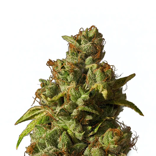 Afcrack cannabis seeds
