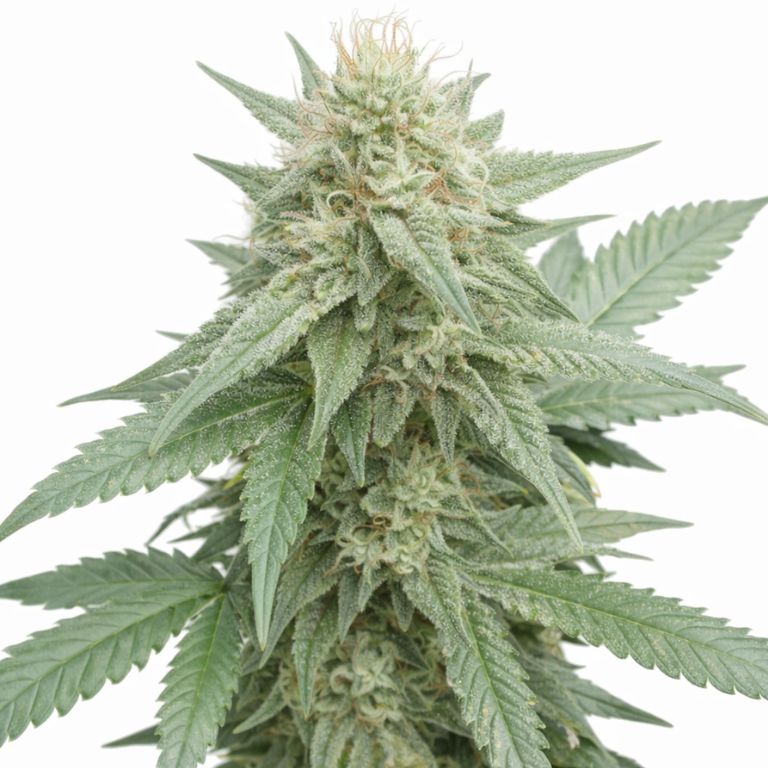 Afghan Big Bud cannabis seeds