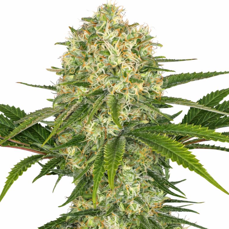 Afghan cannabis seeds