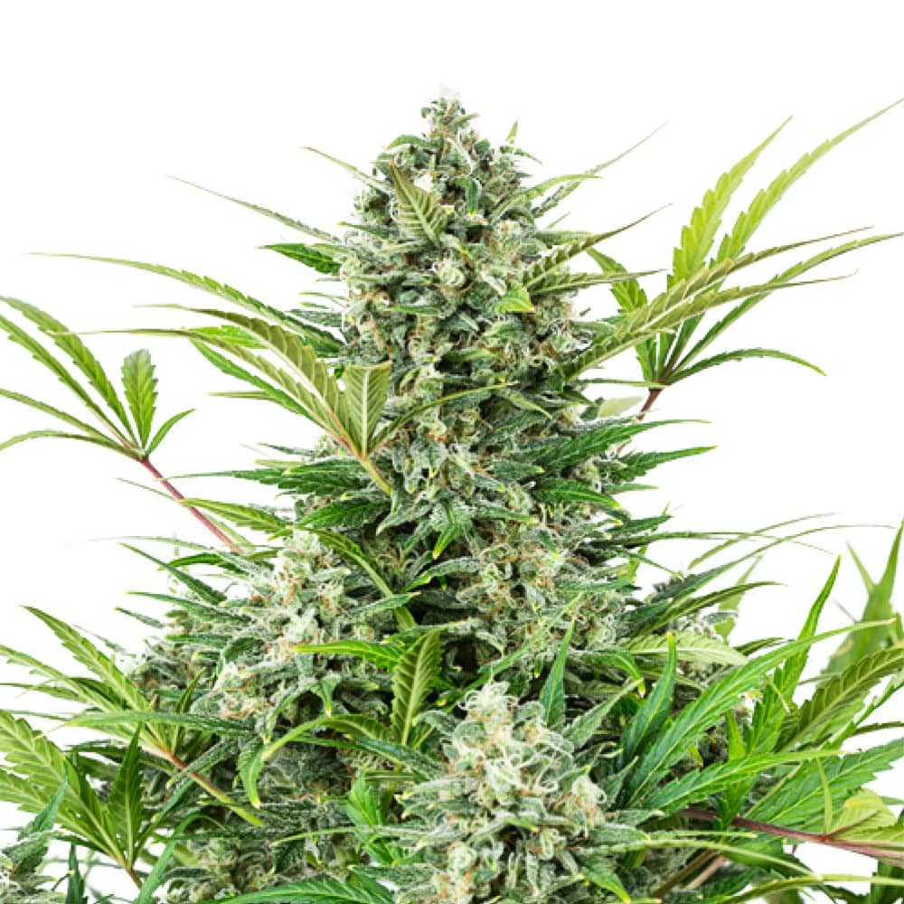 Afghan Hawaiian cannabis seeds
