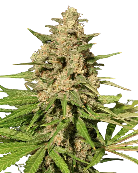 Afghani Bullrider cannabis seeds
