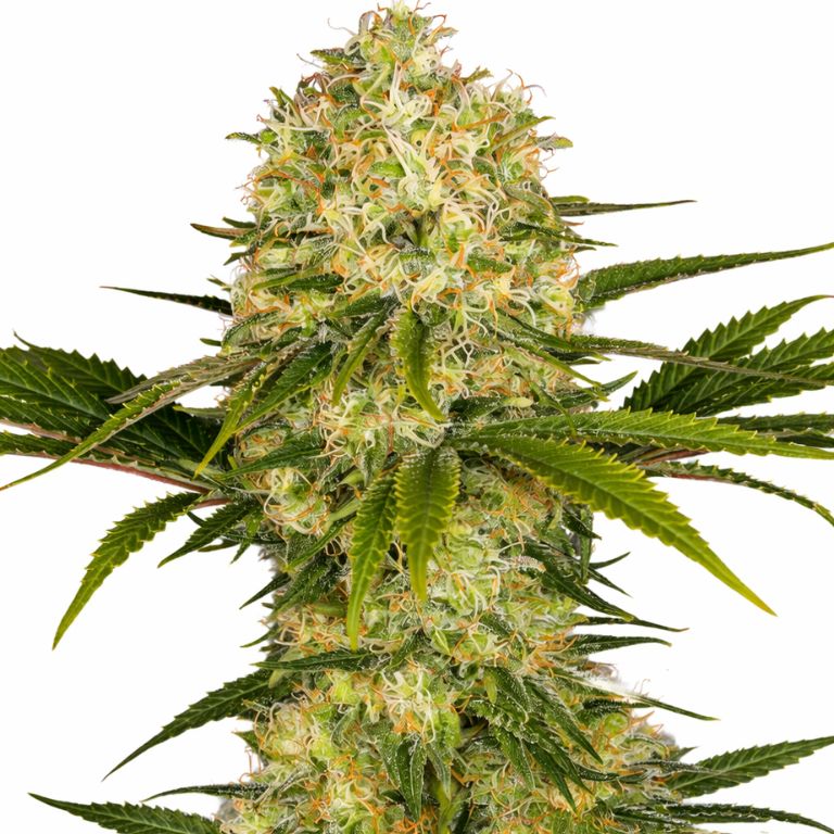 Afghani cannabis seeds