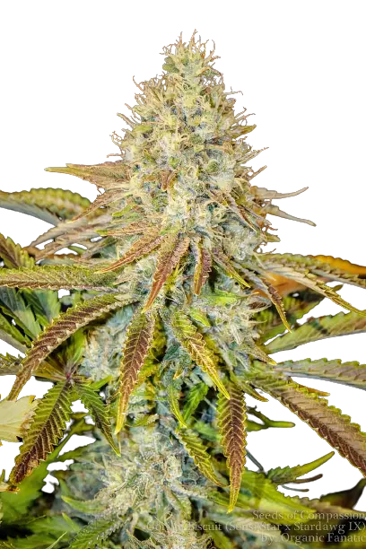 Afwreck cannabis seeds