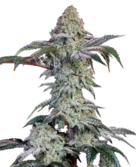 Agent Tangie cannabis seeds