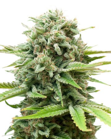 AK cannabis seeds