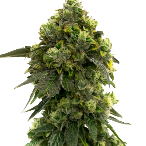 Alien Kush cannabis seeds