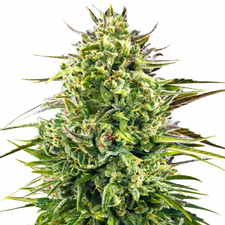 Alien OG cannabis seeds
