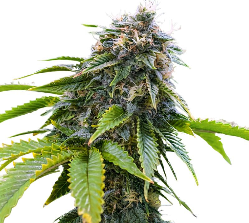 Alpha Blue cannabis seeds