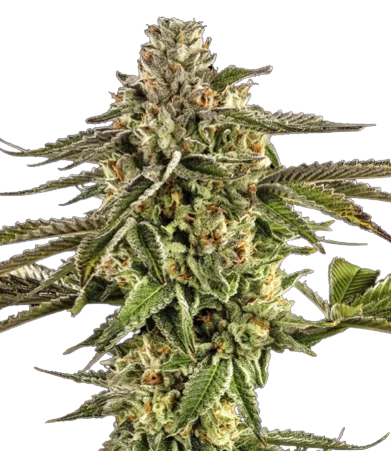 Alpine Blue cannabis seeds
