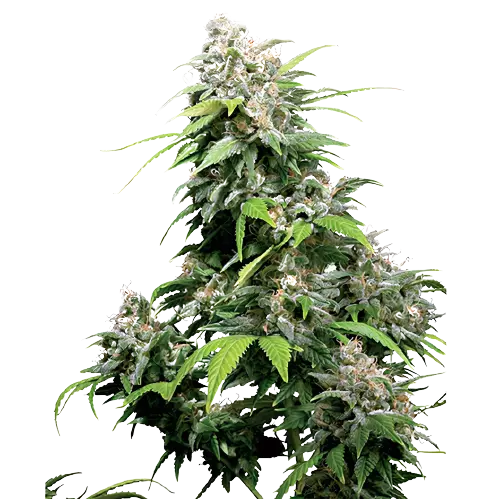 Alpine Star cannabis seeds