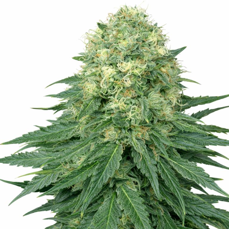 Ambrosia cannabis seeds
