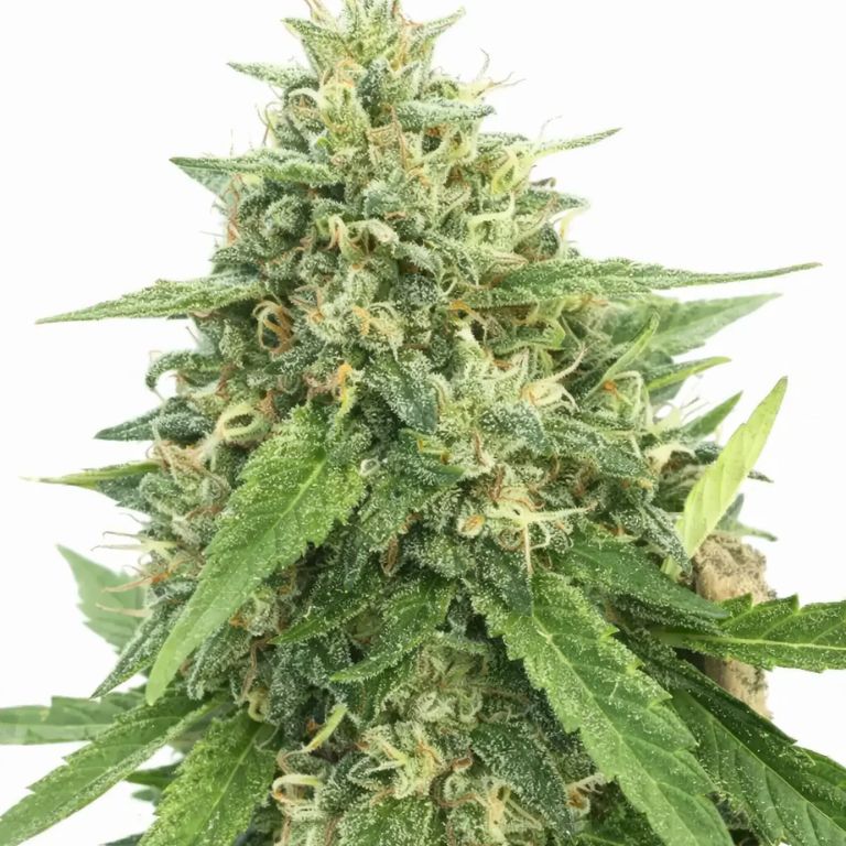 American Haze cannabis seeds