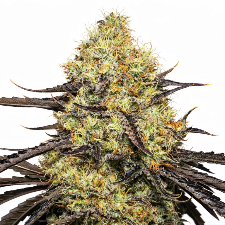 Amherst Diesel cannabis seeds