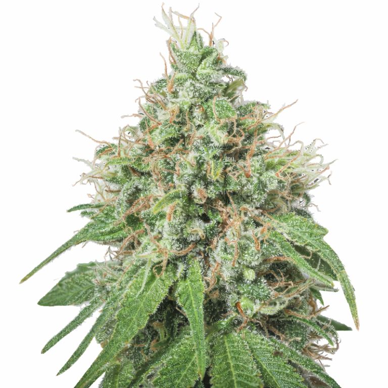 Amnesia cannabis seeds