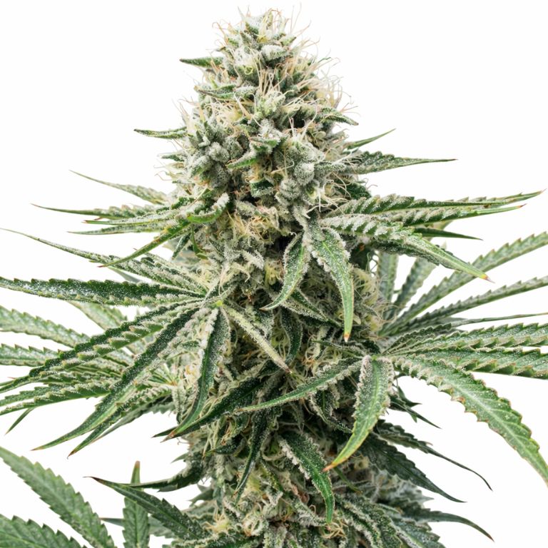 Amnesia Lemon cannabis seeds