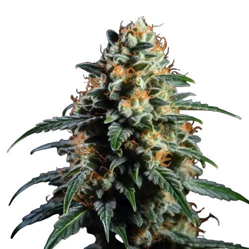 Ancient OG cannabis seeds