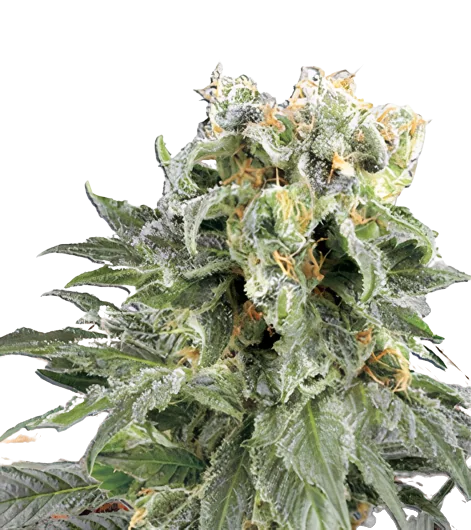 Angel OG cannabis seeds