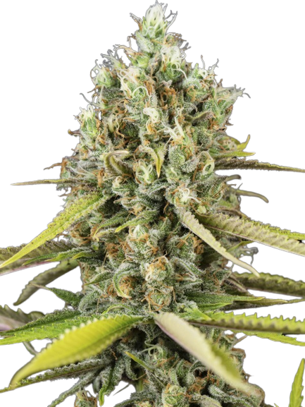 Animal Cookies cannabis seeds