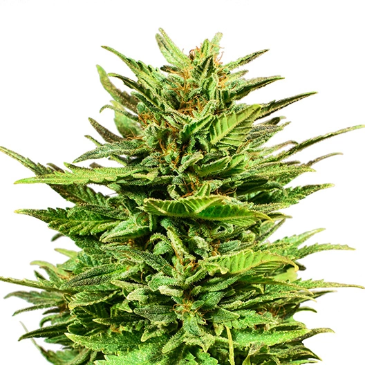 Ape Shit cannabis seeds