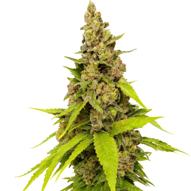 Apollo 13 cannabis seeds