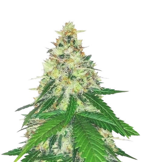 Apple Betty cannabis seeds