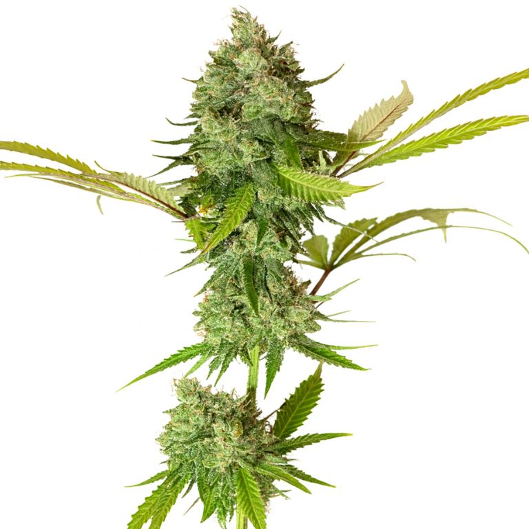 Apple Pie cannabis seeds