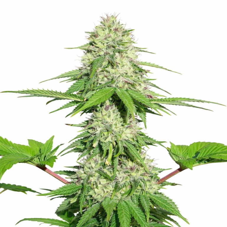 Appleberry cannabis seeds