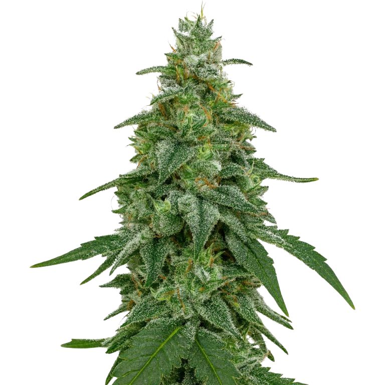 Area 51 cannabis seeds