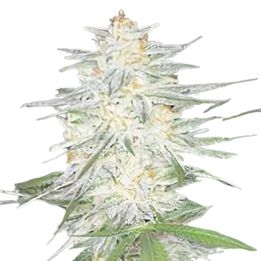 Aspen OG cannabis seeds