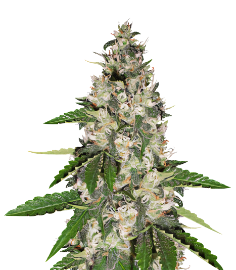 Aurora cannabis seeds