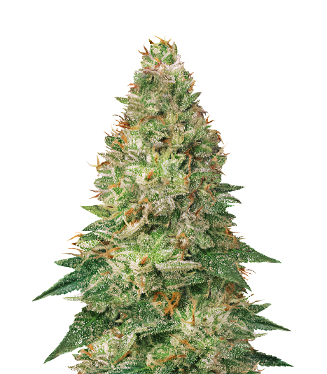 Avalon cannabis seeds