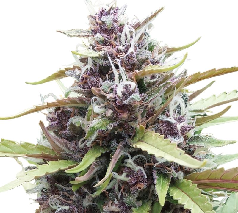 Ayahuasca Purple cannabis seeds