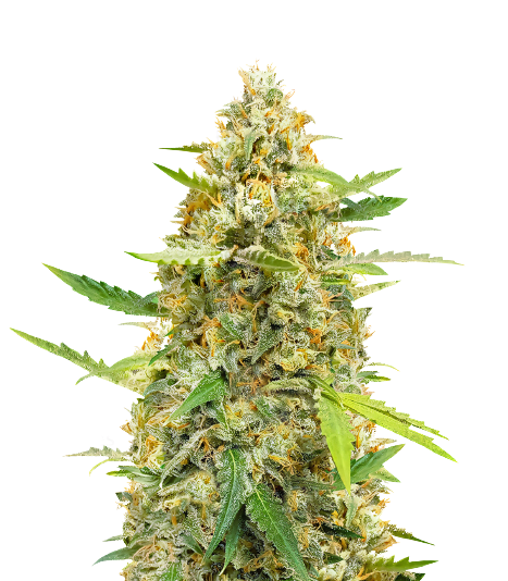 B-52 cannabis seeds