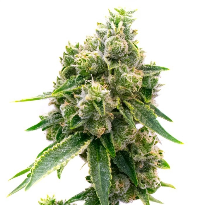 Baked Apple cannabis seeds