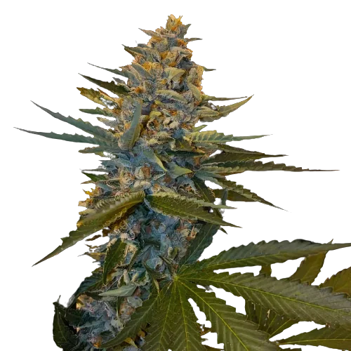 Banana Candy cannabis seeds