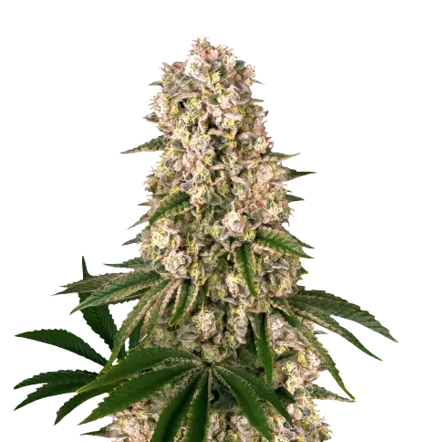 Banana Kush cannabis seeds