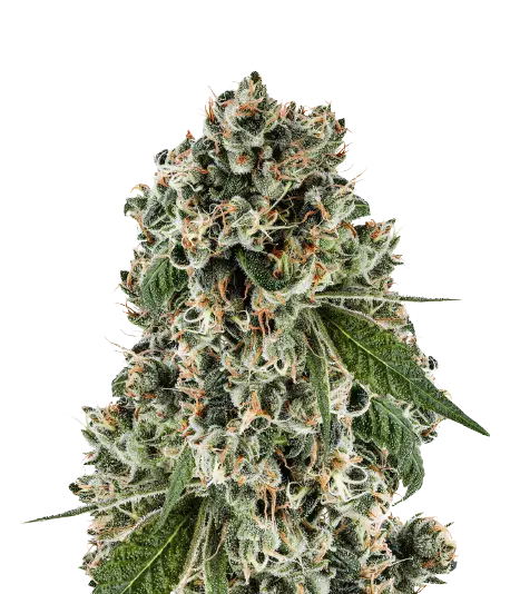 Bandana cannabis seeds